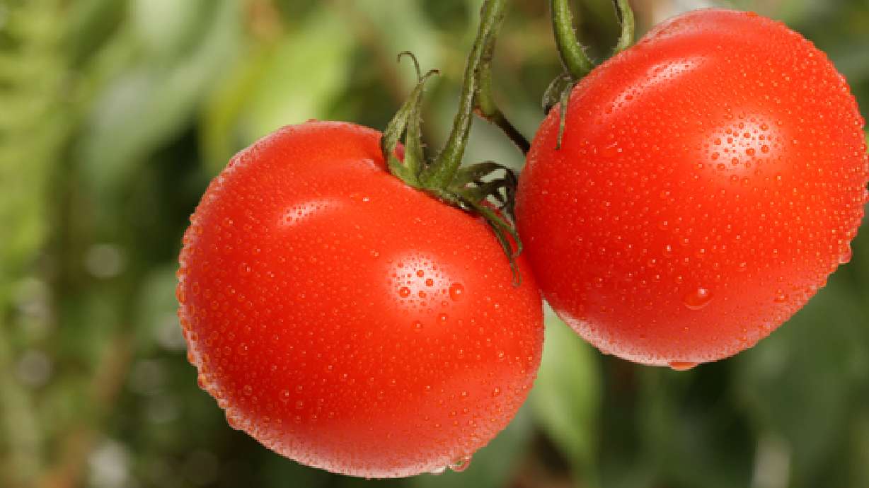 Tips for starting a vegetable garden to feed family of 5