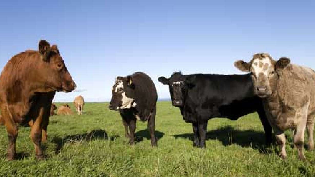 Group hopes controlled grazing helps air