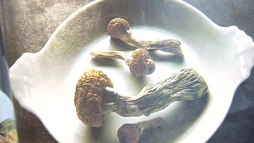 Expert: Mushrooms Not Likely Responsible for Murder