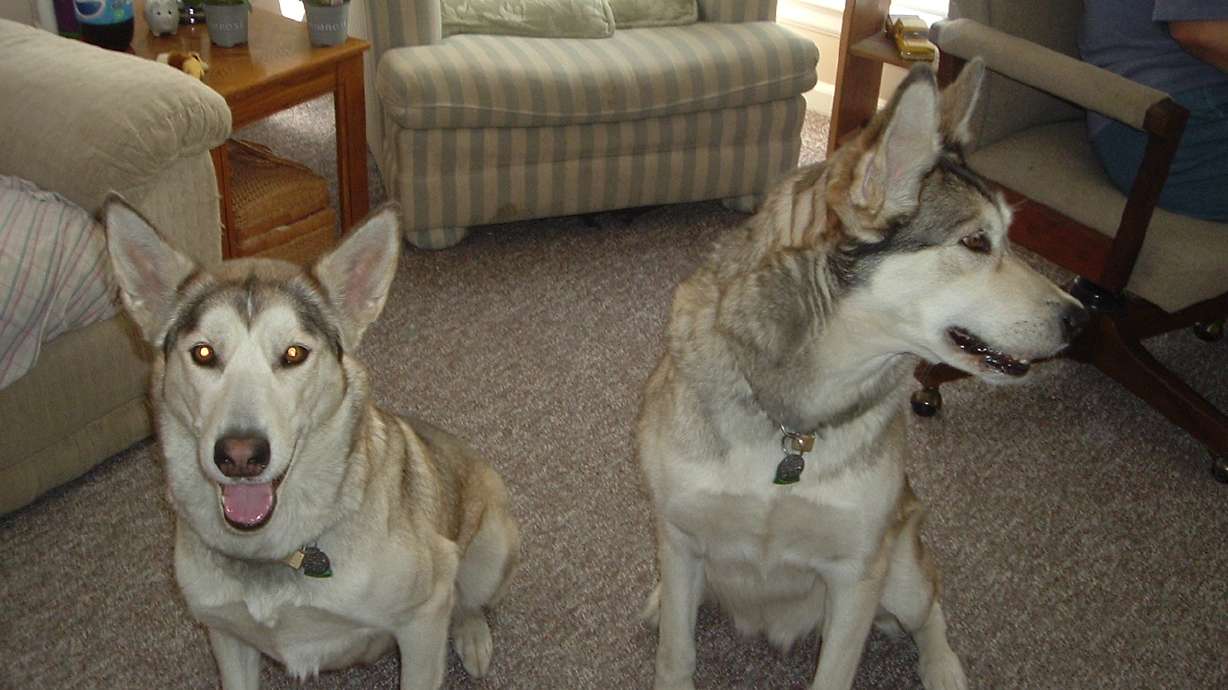 American Fork Considering a Ban on Hybrid Wolves