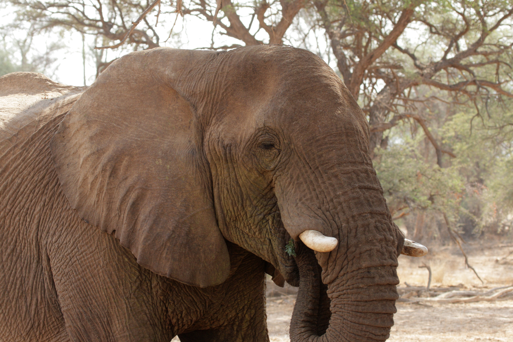 Utah professor studies threats to elephants