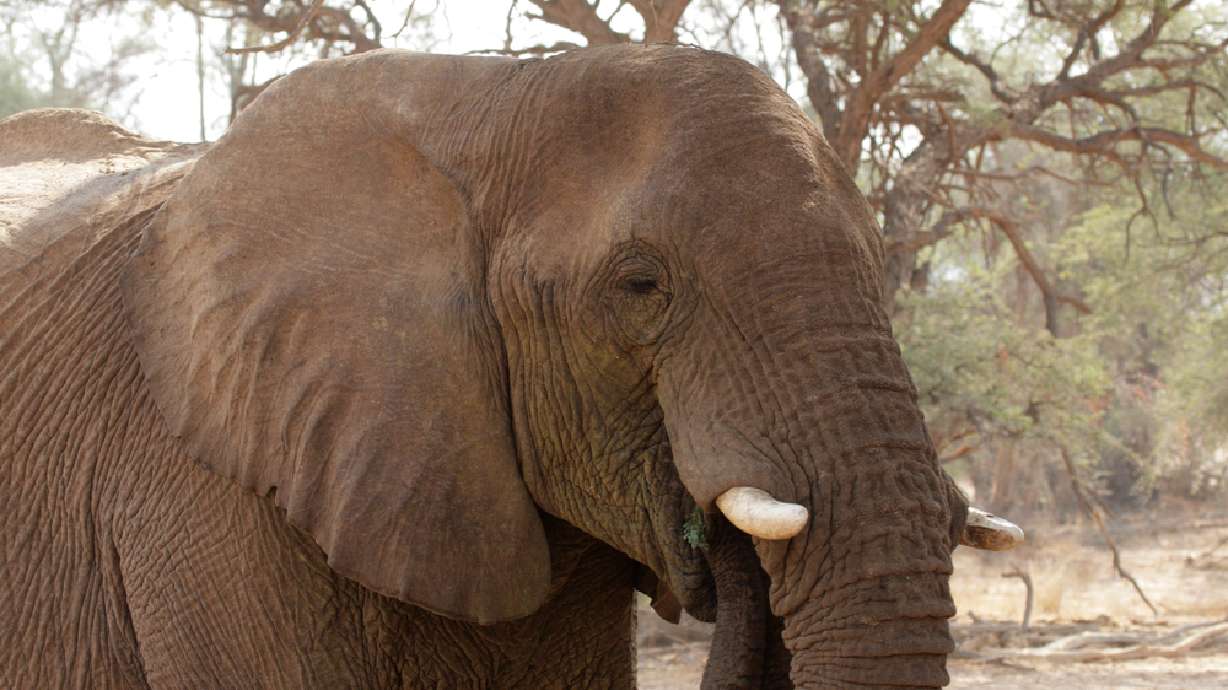 Utah professor studies threats to elephants