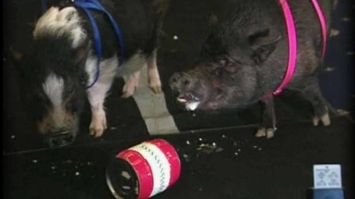 Advocacy group releases ‘Congressional Pig Book'