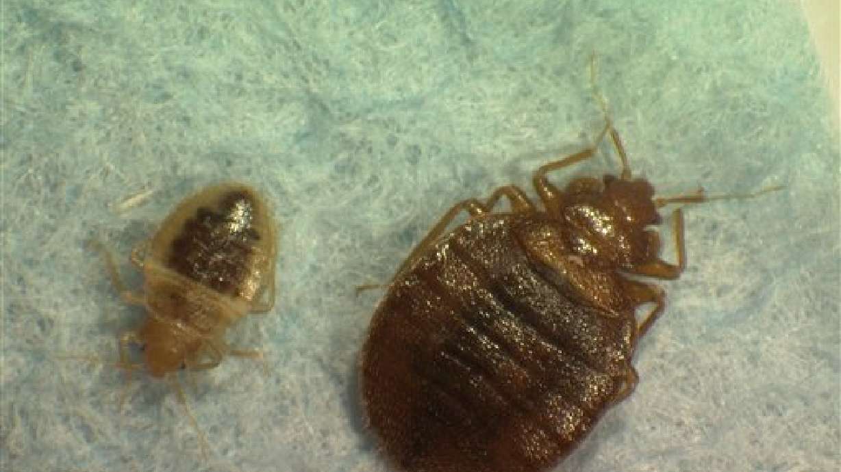 Number of bed bug cases on the rise in Utah