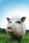 Where are the pigs?