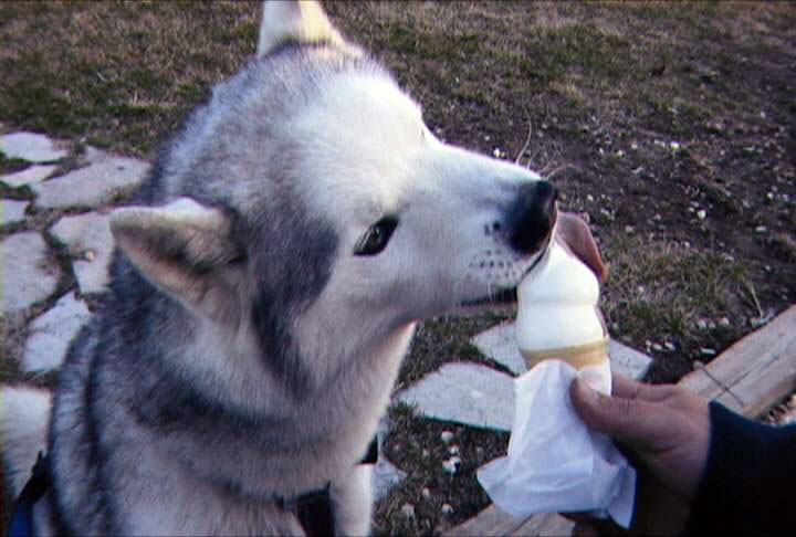 Neo takes a break for a bite of ice cream. Deputies found this picture on his owner's camera.