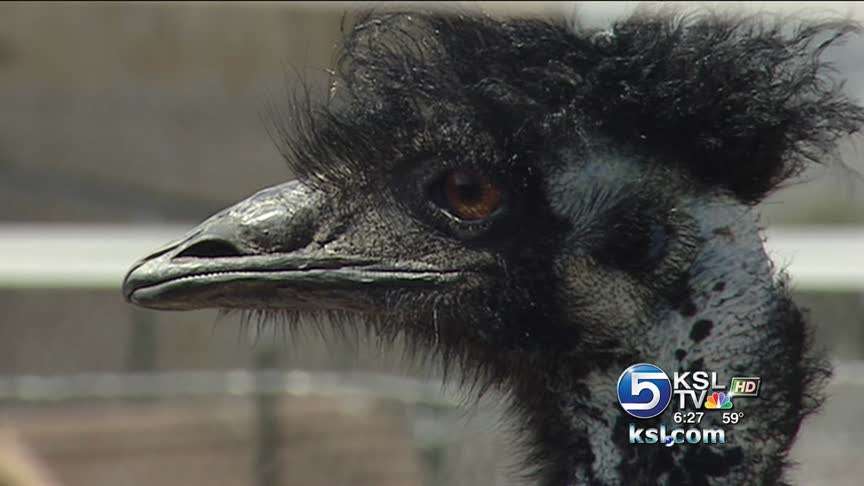 Escaped emu found safe