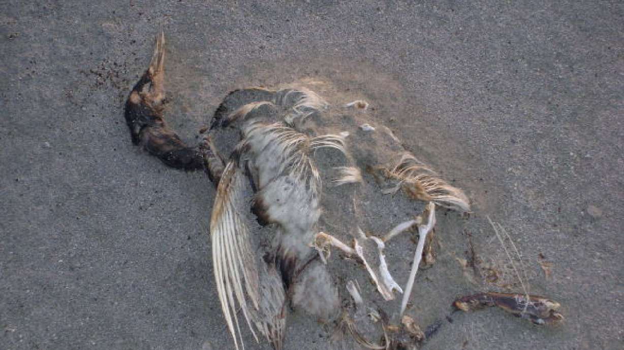 Dead birds washing up on shore of Great Salt Lake