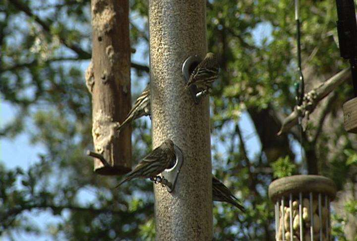 Experts believe birds become infected with the salmonella when they eat birdseed that has come in contact with their droppings.