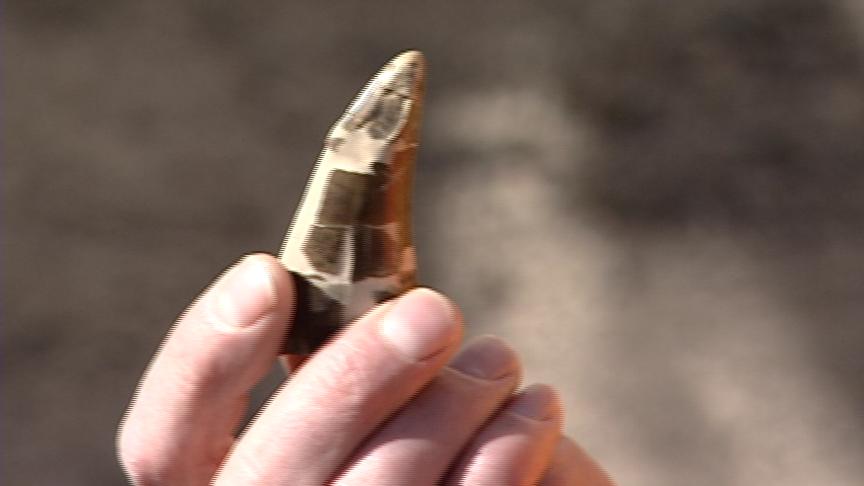 Dinosaur Bone Halts Trax Construction Near Gateway