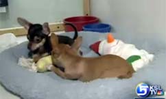 Two Stolen Puppies Recovered During Police Raid