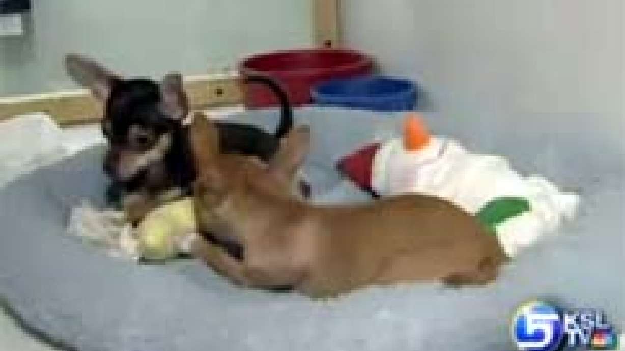 Two Stolen Puppies Recovered During Police Raid