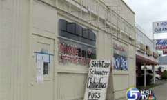 Two Stolen Puppies Recovered During Police Raid