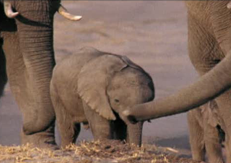 Doug & The Movies: 'Earth'