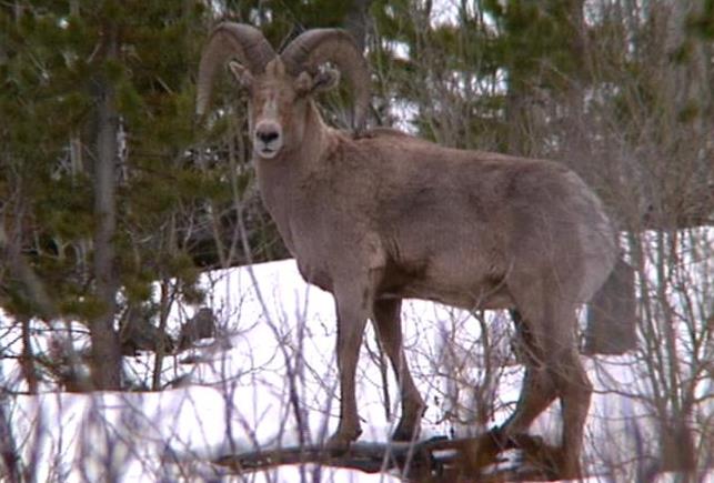 Officials consider bighorn sheep hunting proposal