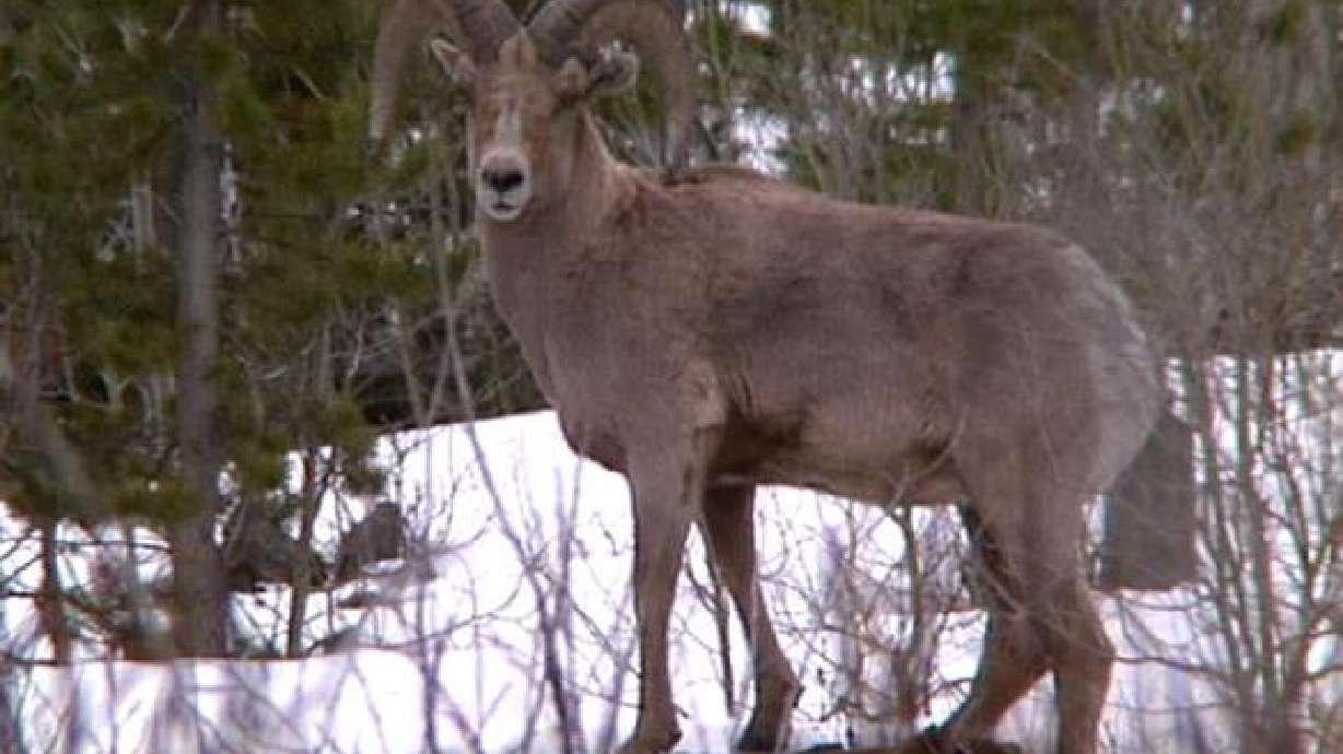 Officials consider bighorn sheep hunting proposal