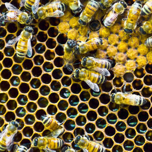 'Zombie' bees identified in Vt., 1st in Eastern US