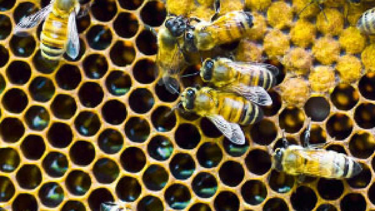 Study shows honeybees have personalities