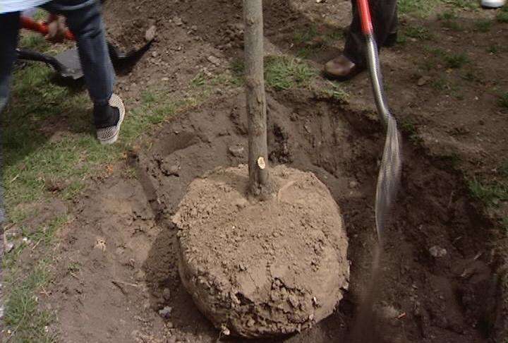 Utahns celebrate Arbor Day in Memory Grove