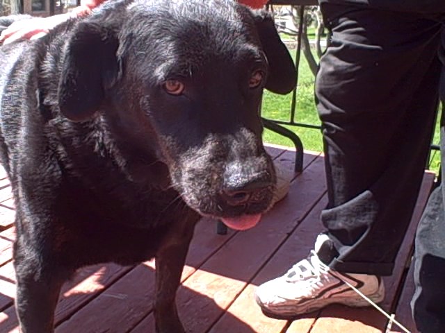 Number of dogs poisoned in South Jordan