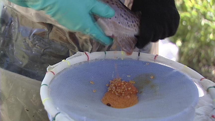 Wildlife Officials Take Trout From Mountain Dell Reservoir