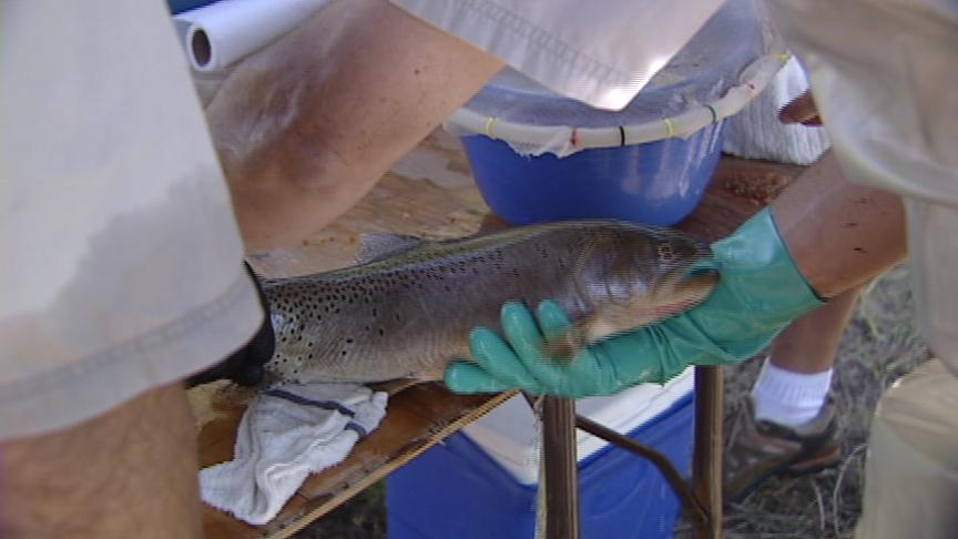 Wildlife Officials Take Trout From Mountain Dell Reservoir