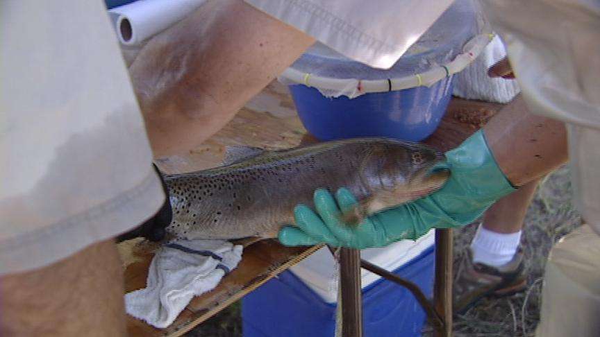Wildlife Officials Take Trout From Mountain Dell Reservoir
