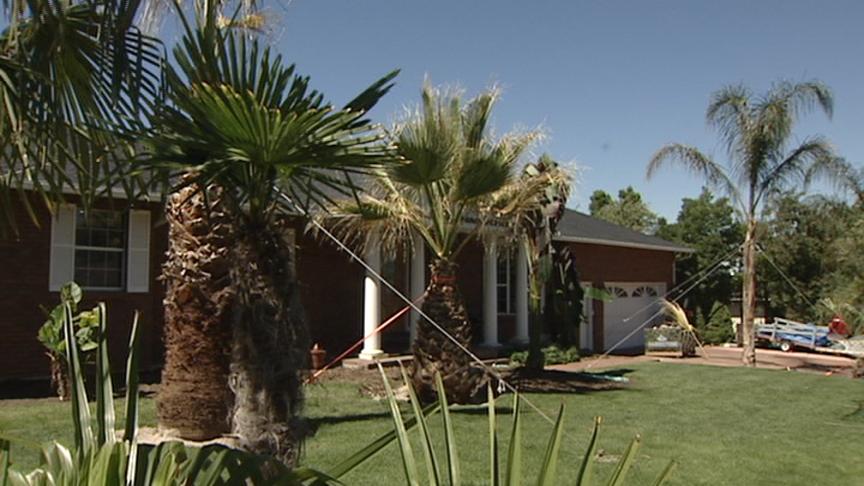 Bountiful Resident Grows Palm Trees in Front Yard