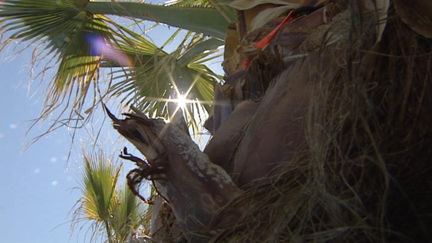 Bountiful Resident Grows Palm Trees in Front Yard | KSL.com