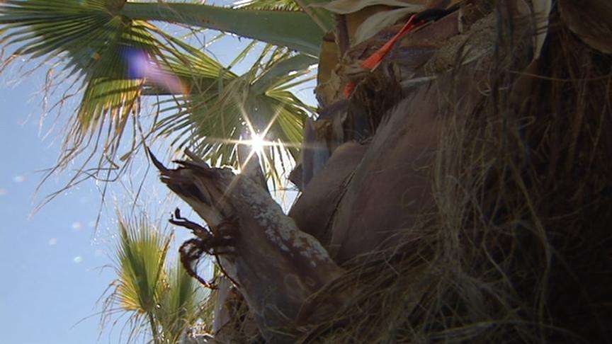 Bountiful Resident Grows Palm Trees in Front Yard