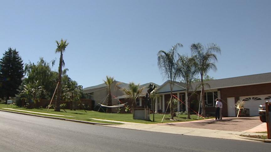 Bountiful Resident Grows Palm Trees in Front Yard