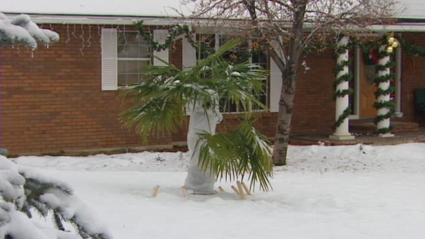 Bountiful Resident Grows Palm Trees in Front Yard