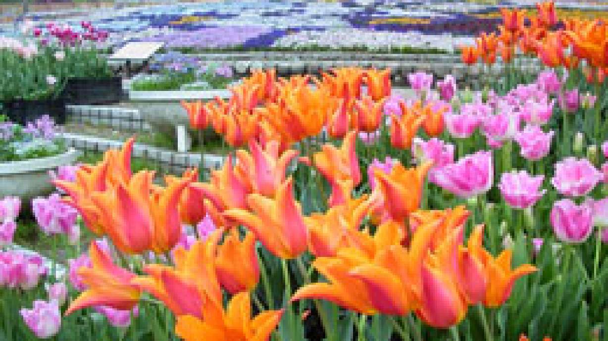 Inspirational Work On Display At Thanksgiving Point