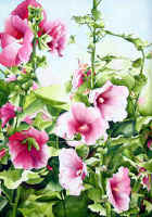 Hollyhocks: Beautiful and Easy To Grow