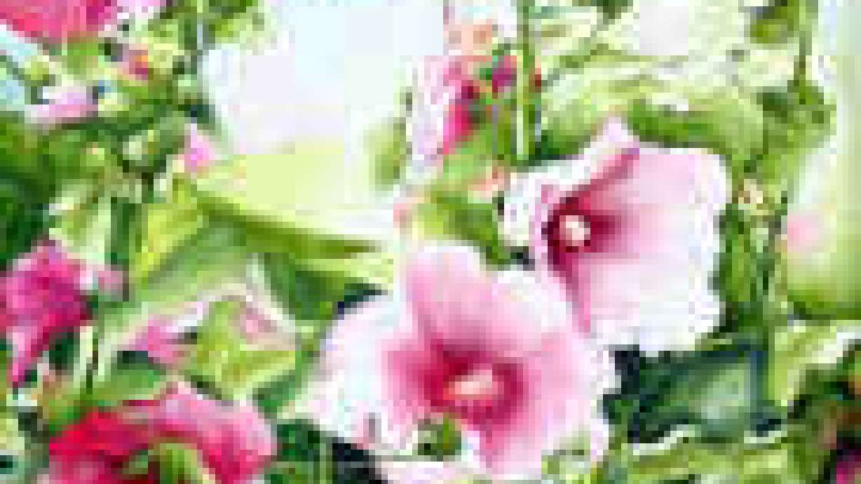 Hollyhocks: Beautiful and Easy To Grow
