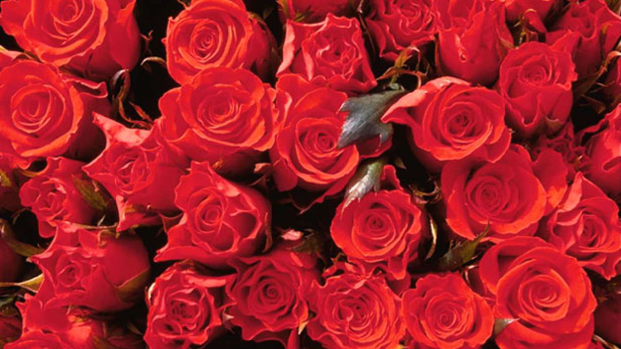 Roses Lead In Popularity, Grow Nearly Everywhere