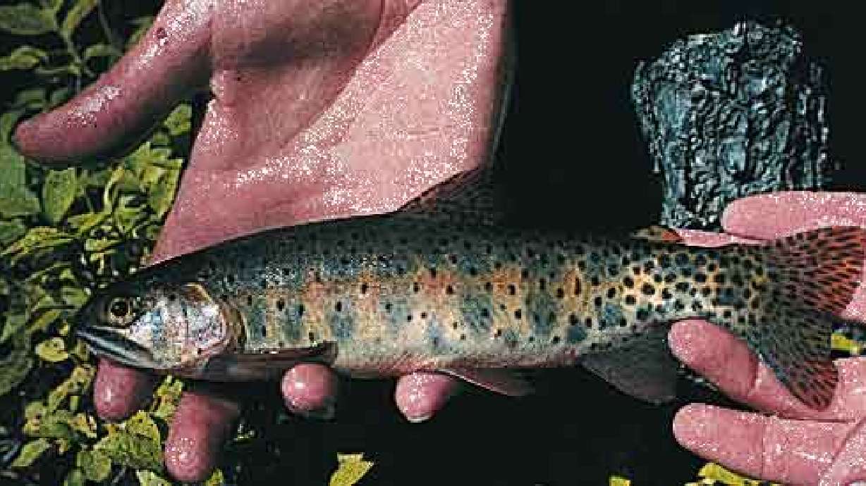 Greenback cutthroat found in Utah for first time