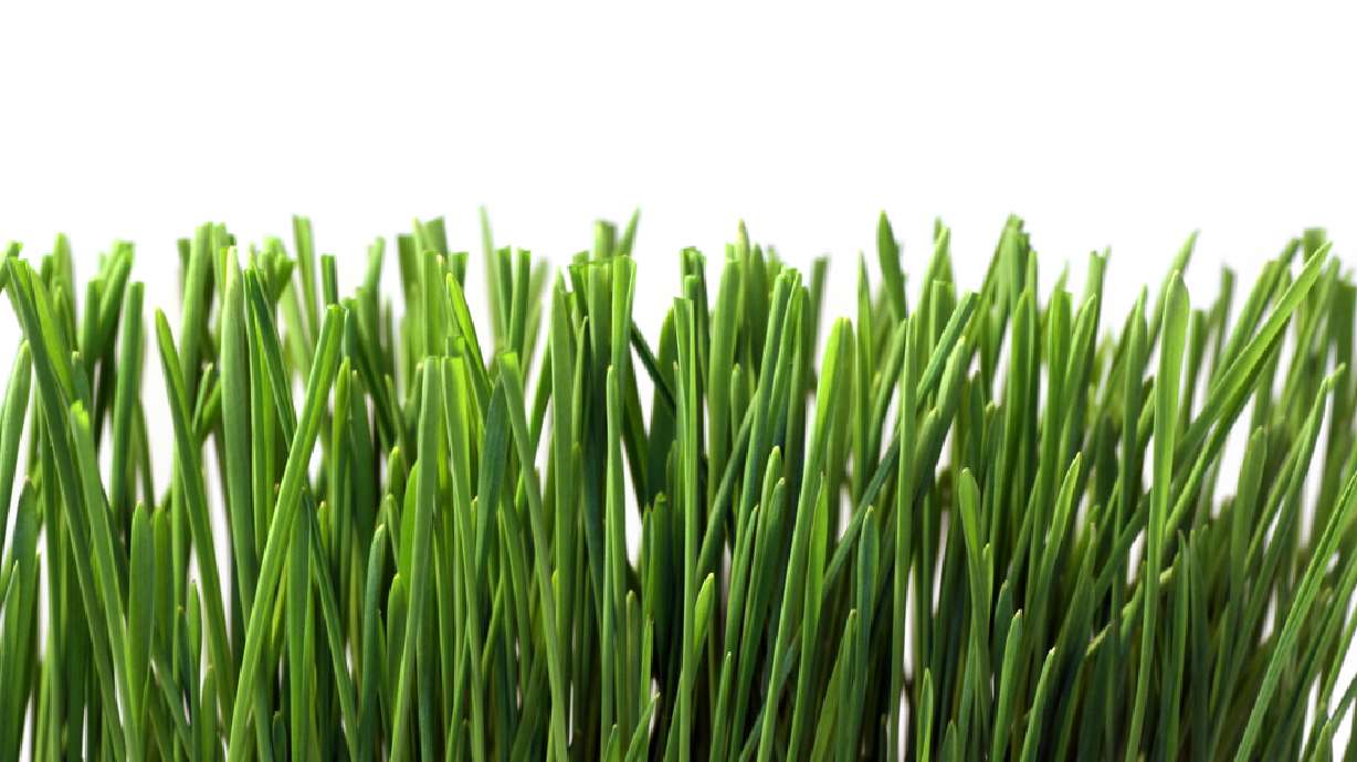 Tips for maintaining a green lawn