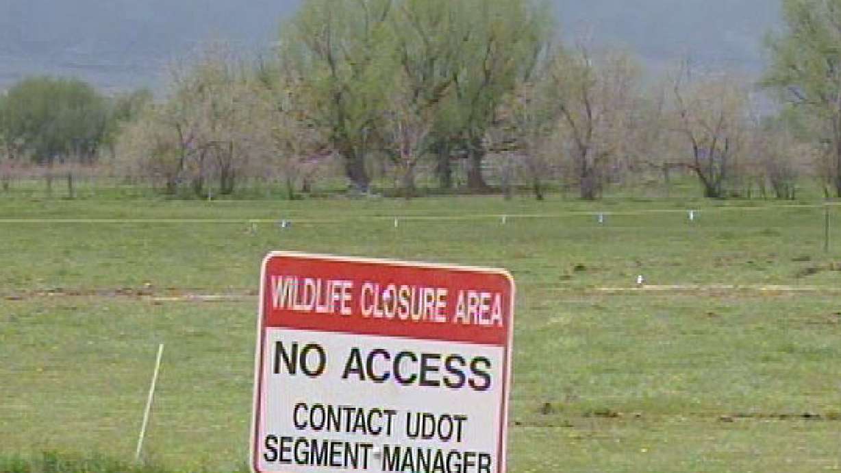 UDOT changes plans to work around nesting hawks