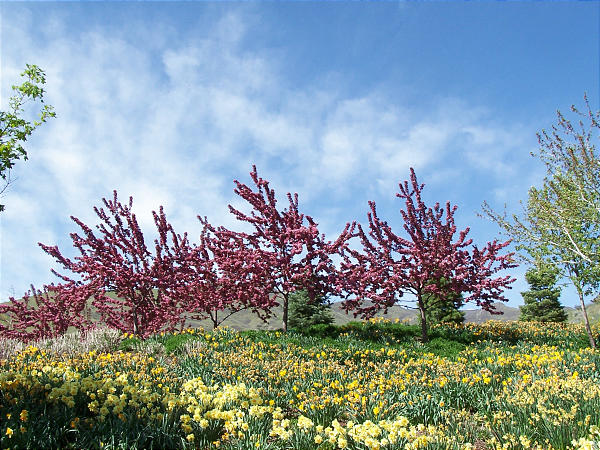 Red Butte Garden boasts beauty in spring