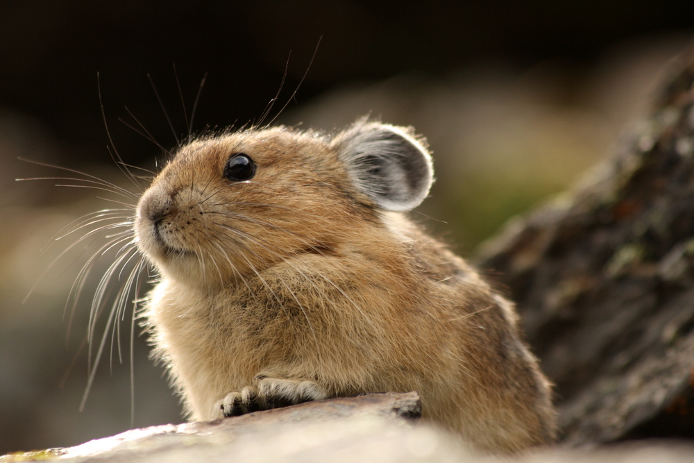 Feds: Mountain-dwelling pika may need protections