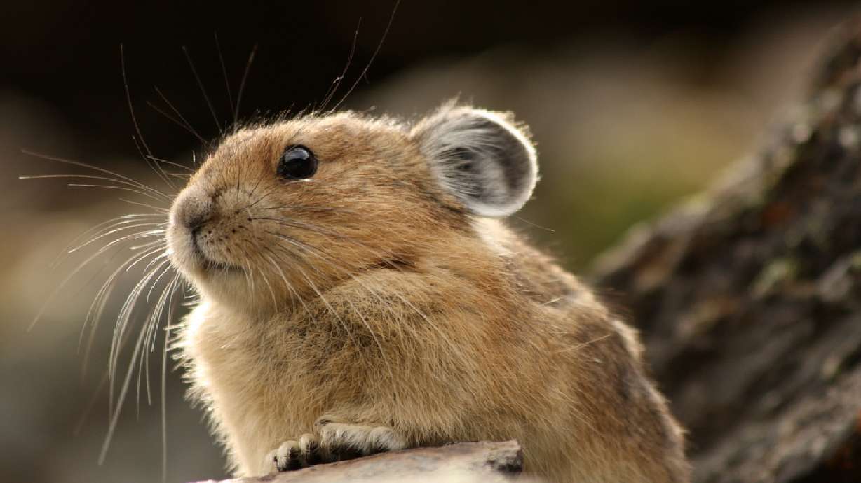 Feds: Mountain-dwelling pika may need protections