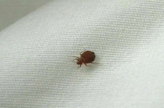National bed bug summit to be held in February