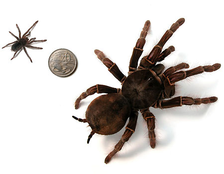 Mormon Crickets aren't so bad!