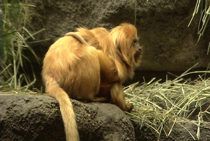 Zoo welcomes 2 tiny creatures and awaits birth of elephant