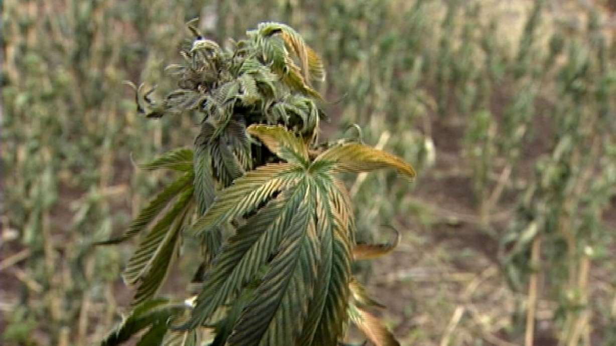 Marijuana growing operation found in Wayne County