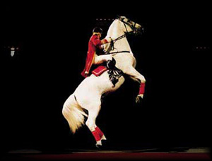 Lipizzaner Stallions