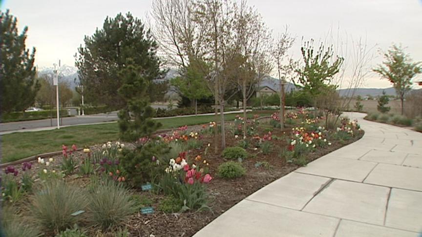 Expert Tips for a Healthy Lawn and Garden