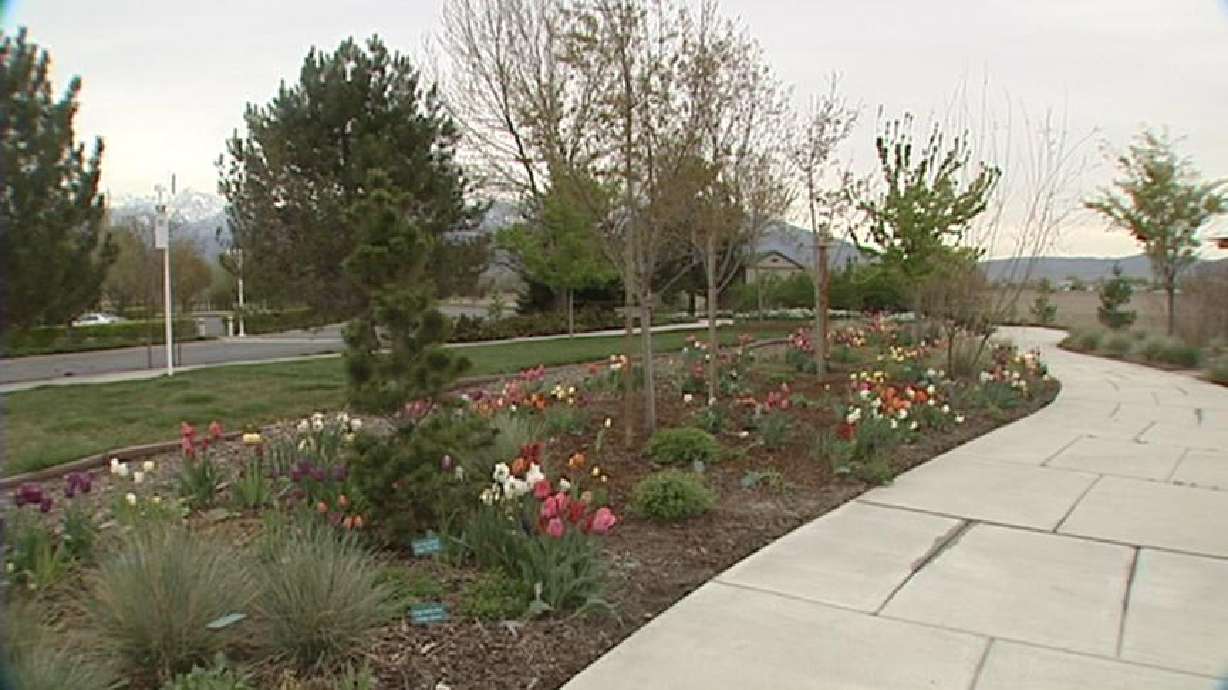 Expert Tips for a Healthy Lawn and Garden