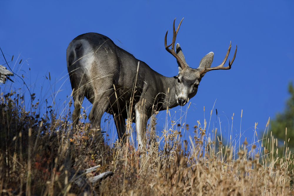 Feds suspend sale of Utah drilling leases